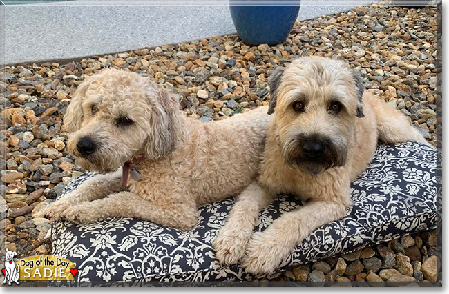 Sadie the Wheaten Terrier, the Dog of the Day