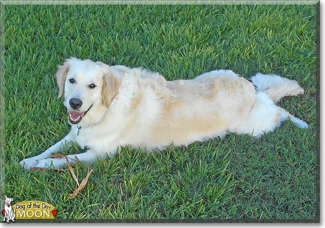 Moon the Golden Retriever, the Dog of the Day