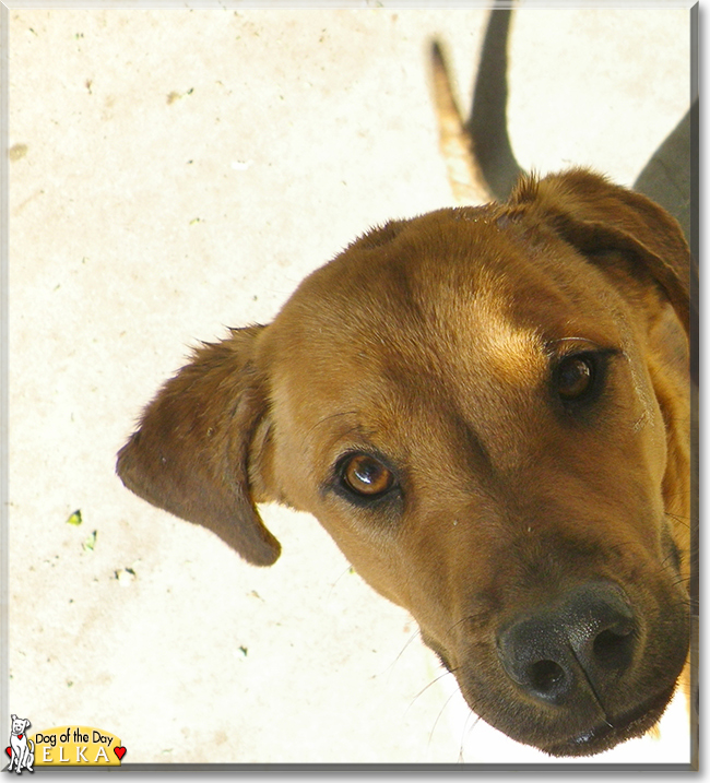 Elka the Golden Dog, the Dog of the Day