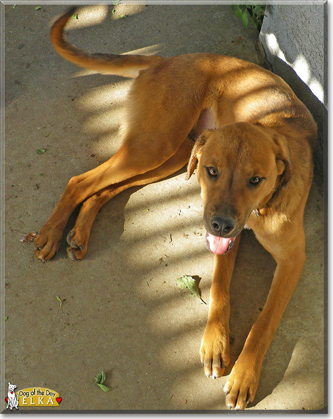 Elka the Golden Dog, the Dog of the Day