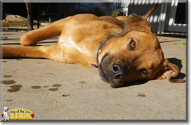 Elka the Golden Dog, the Dog of the Day