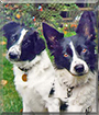 Maggie and Tasha the Border Collies