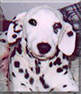 Anabelle the Dalmatian