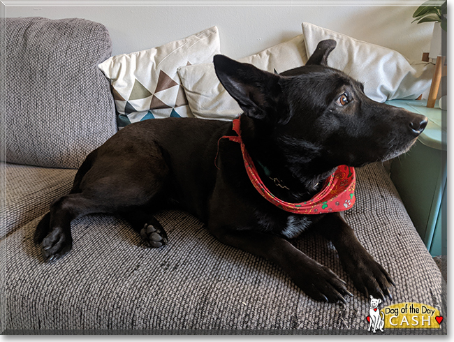 Cash the Labrador, Shepherd mix, the Dog of the Day