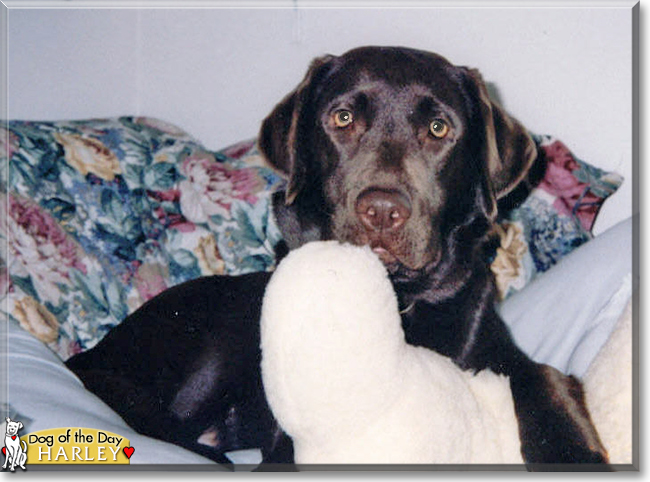 Harley the Labrador Retriever, the Dog of the Day