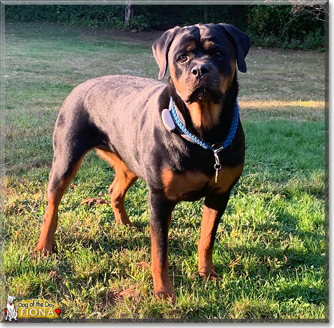 Fifi the Rottweiler, the Dog of the Day