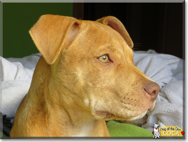 Coca the American Pit Bull Terrier, the Dog of the Day