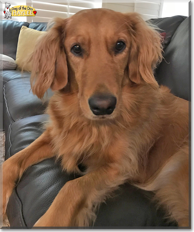 Haylee the Golden Retriever, the Dog of the Day