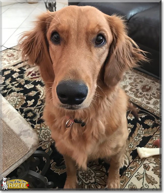 Haylee the Golden Retriever, the Dog of the Day