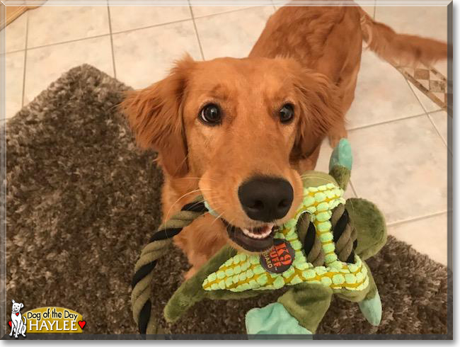 Haylee the Golden Retriever, the Dog of the Day