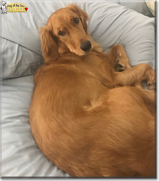 Haylee the Golden Retriever, the Dog of the Day