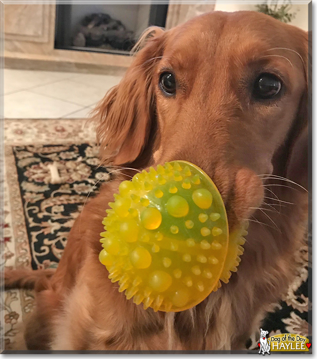 Haylee the Golden Retriever, the Dog of the Day