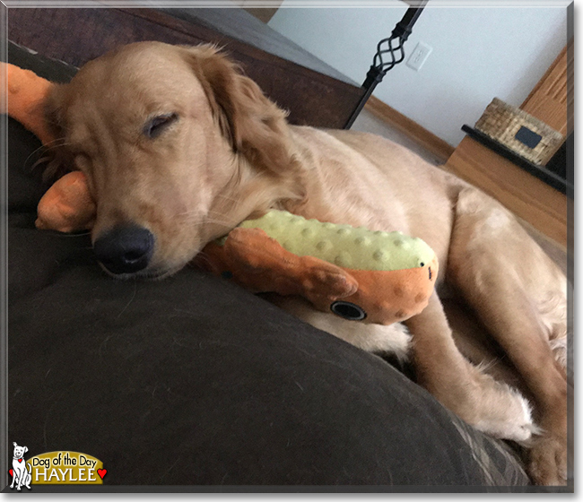 Haylee the Golden Retriever, the Dog of the Day