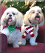 Sam and Chloe the Shih-Tzus