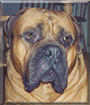 Bundit the Bullmastiff