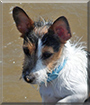 Jack the Jack Russell Terrier