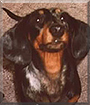 Schautzie the Dachshund