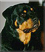 Taz the Rottweiler