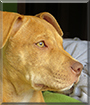 Coca the American Pit Bull Terrier