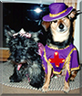 Abby the Scottish Terrier and Jack the Beagle mix