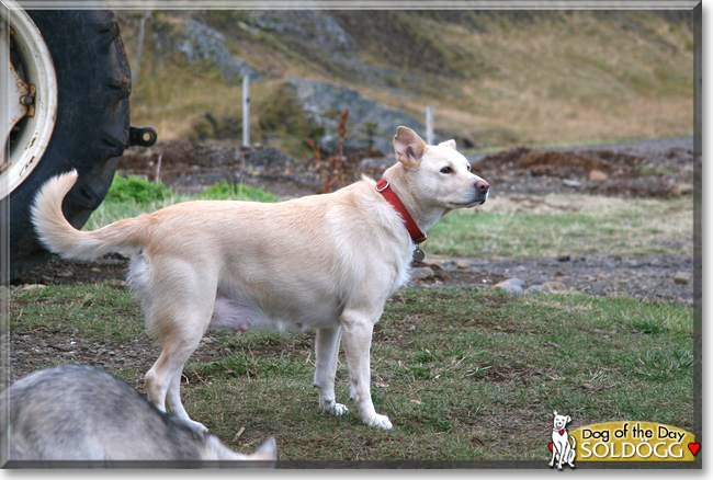 Sóldögg the Labrador Retriever mix, the Dog of the Day