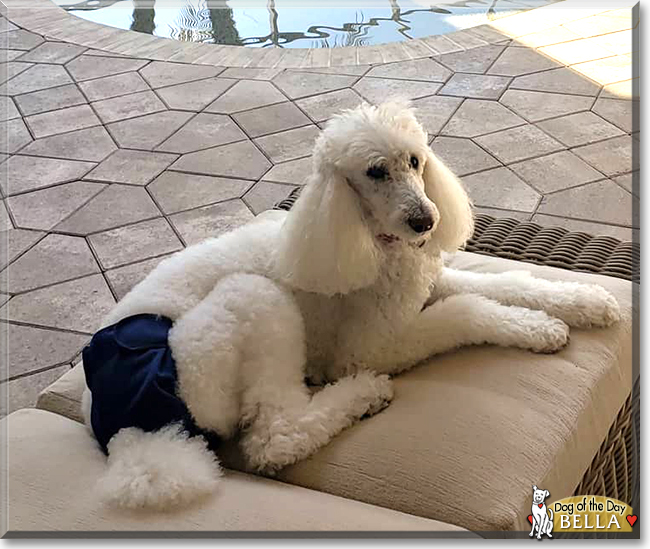 Bella the Standard Poodle, the Dog of the Day