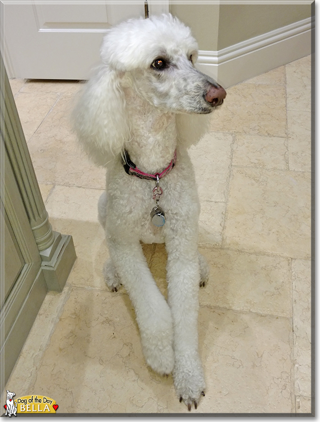 Bella the Standard Poodle, the Dog of the Day