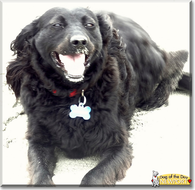 Newport the Terrier mix, the Dog of the Day