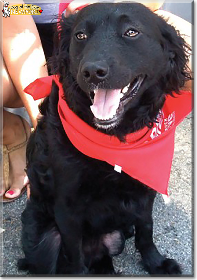 Newport the Terrier mix, the Dog of the Day