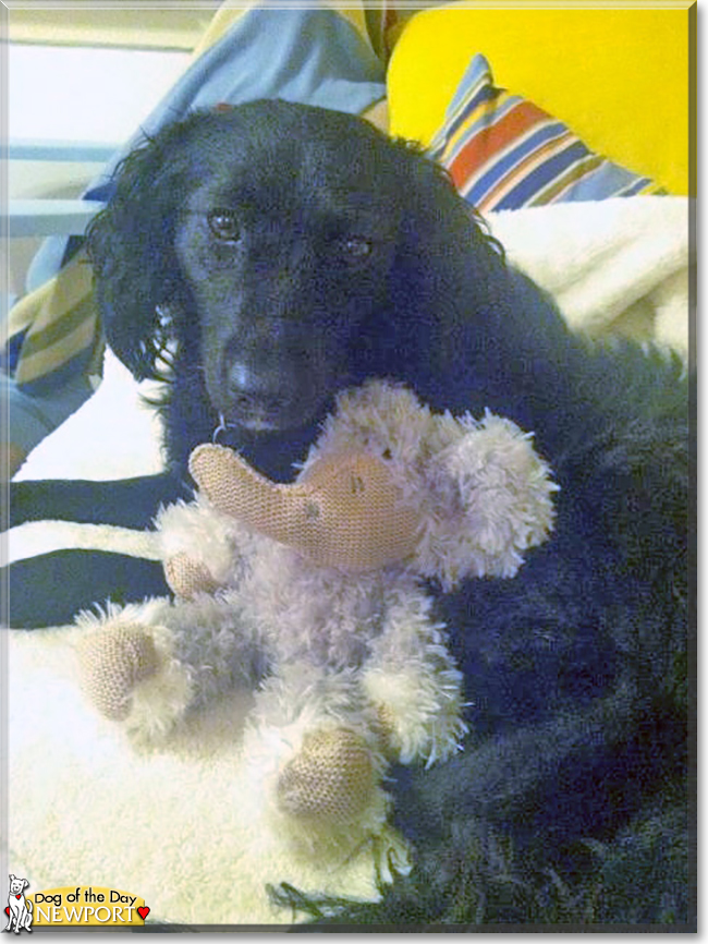 Newport the Terrier mix, the Dog of the Day