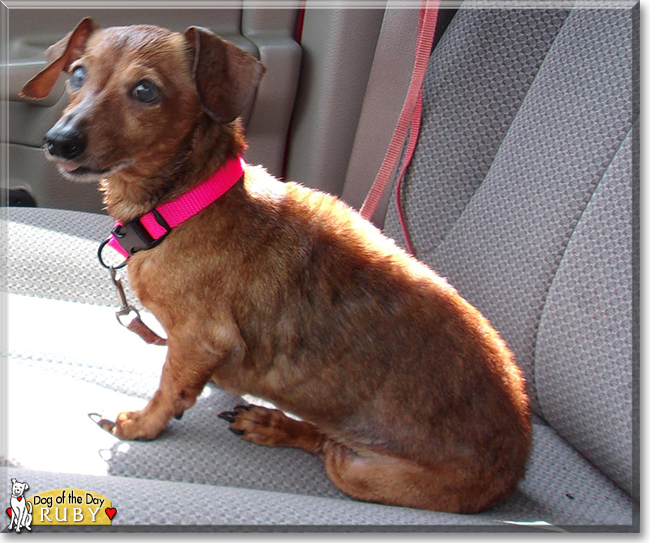 Ruby the Miniature Dachshund, the Dog of the Day