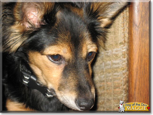 Maggie the German Shepherd mix, the Dog of the Day