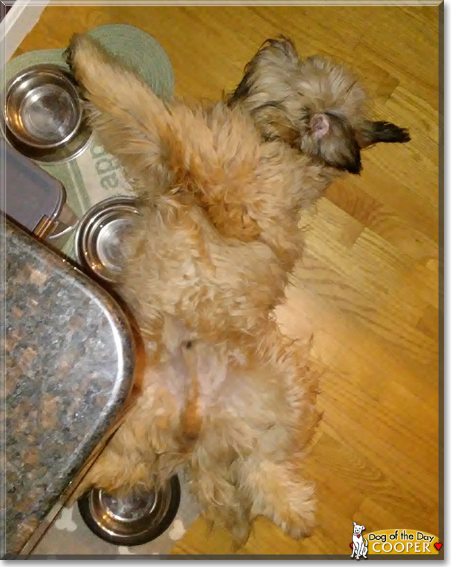 Cooper the Wheaten Terrier, the Dog of the Day