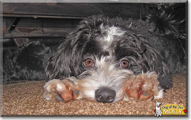 Molly the Bichon Havanese, the Dog of the Day