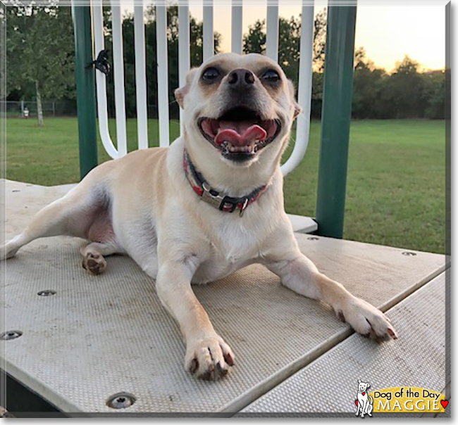 Maggie the Dachshund, Chihuahua, Pekinese mix, the Dog of the Day