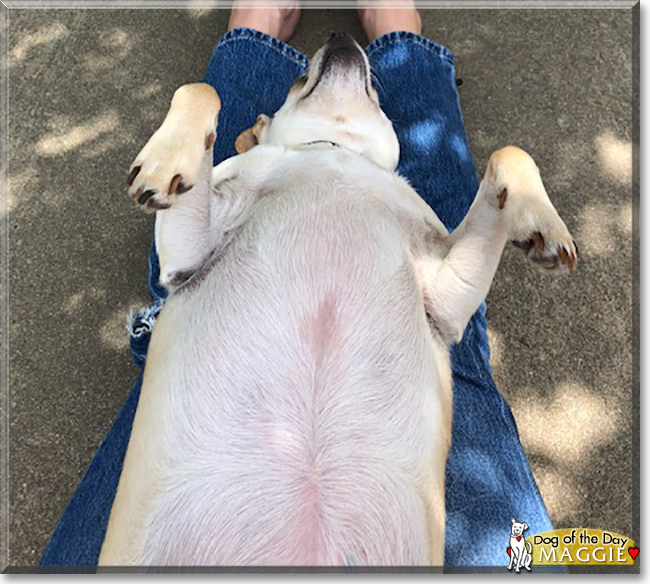 Maggie the Dachshund, Chihuahua, Pekinese mix, the Dog of the Day