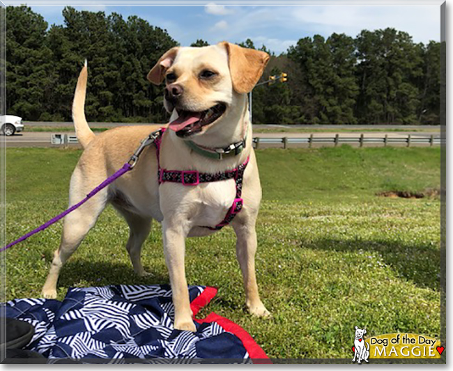 Maggie the Dachshund, Chihuahua, Pekinese mix, the Dog of the Day