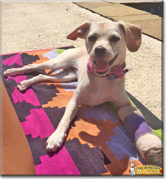 Maggie the Dachshund, Chihuahua, Pekinese mix, the Dog of the Day