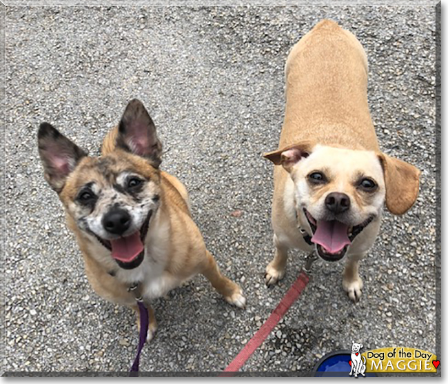 Maggie the Dachshund, Chihuahua, Pekinese mix, the Dog of the Day