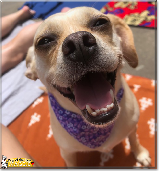 Maggie the Dachshund, Chihuahua, Pekinese mix, the Dog of the Day