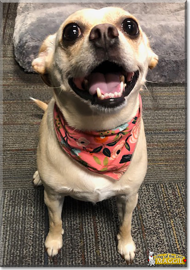 Maggie the Dachshund, Chihuahua, Pekinese mix, the Dog of the Day