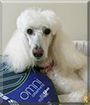 Bella the Standard Poodle