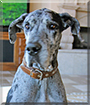 Daisy the Great Dane