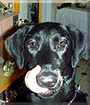 Weeble the Labrador Retriever