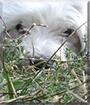 Willy the West Highland Terrier, Poodle mix