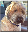 Cooper the Wheaten Terrier