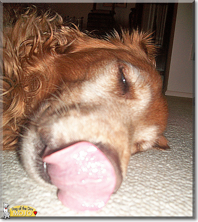 Mojo the Golden Retriever, the Dog of the Day