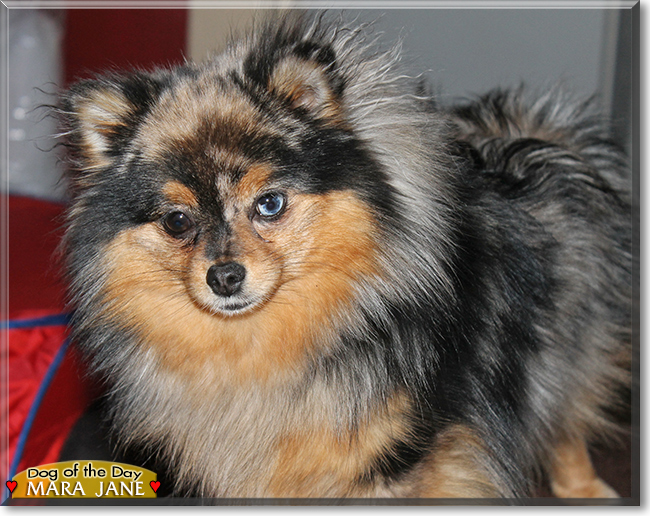 Mara Jade the Pomeranian, the Dog of the Day