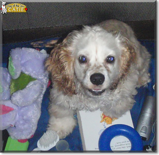 Catie the Cocker Spaniel, the Dog of the Day