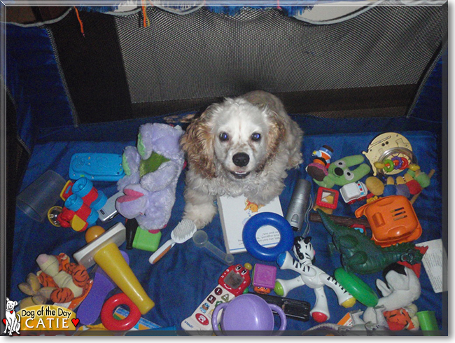 Catie the Cocker Spaniel, the Dog of the Day